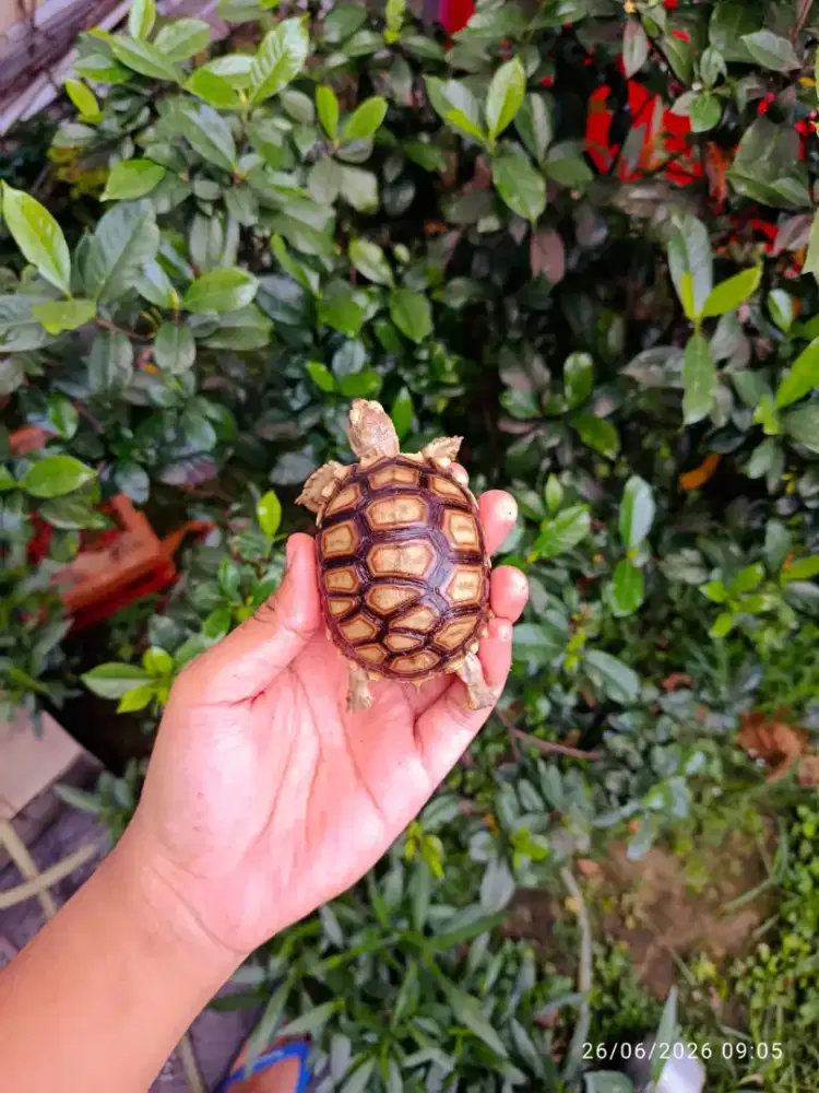 Kura kura Sulcata medium cerah