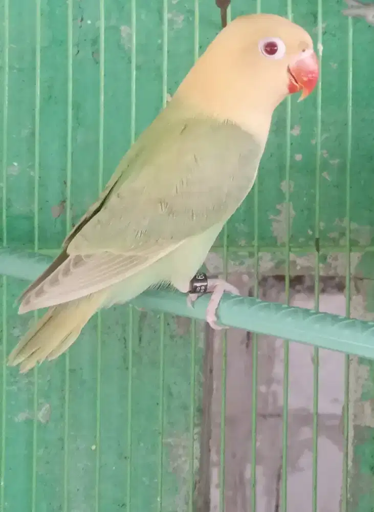 Lovebird biola aqua pf jantan