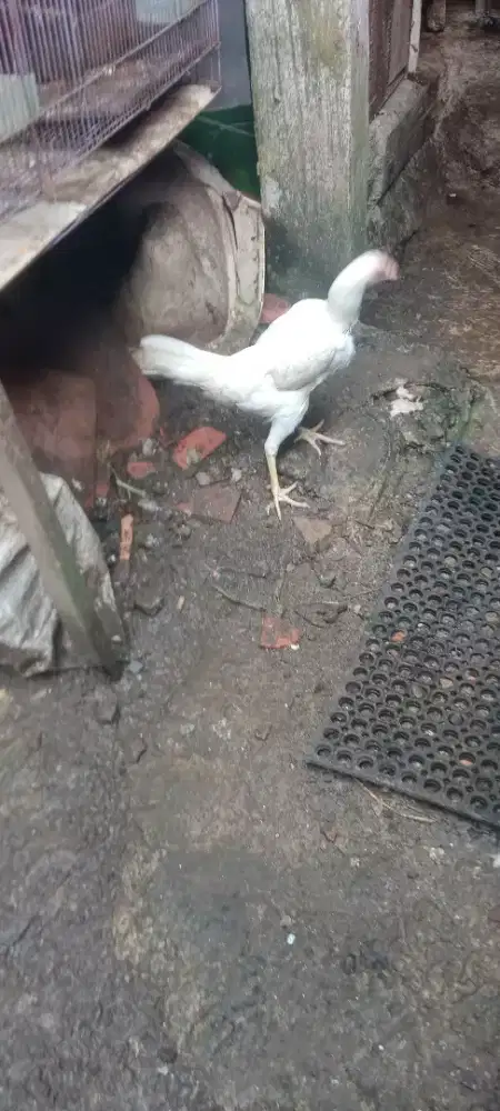 Jual cepat ayam daraan putih polos