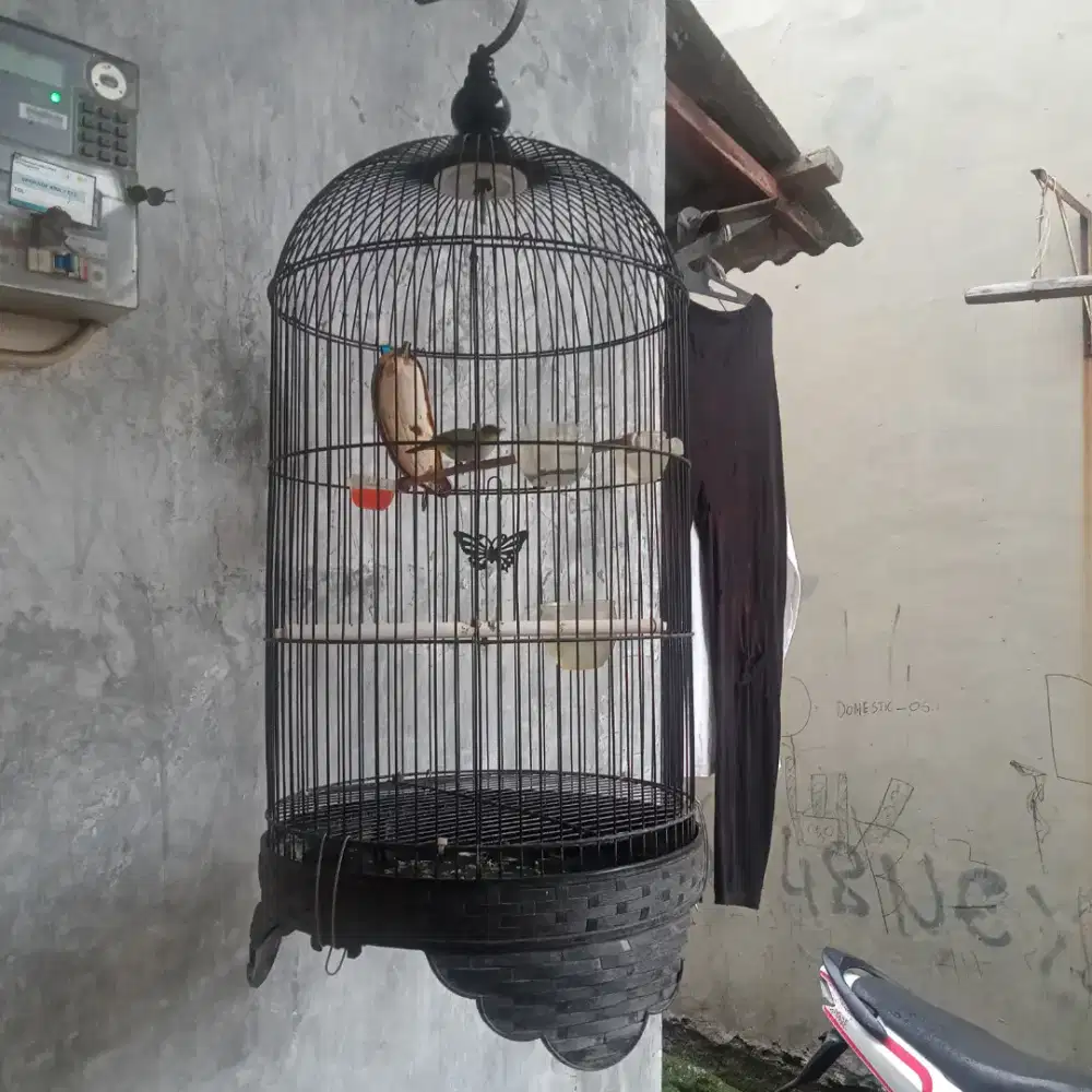 bustomi fullset