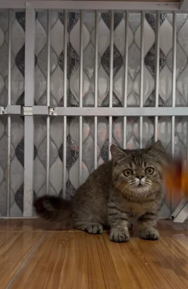 KITTEN BSH MUNCHKIN JANTAN TABBY