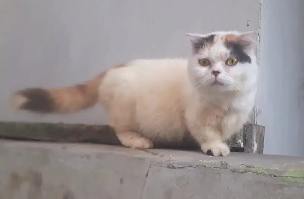 Munchkin gaelic sf calico