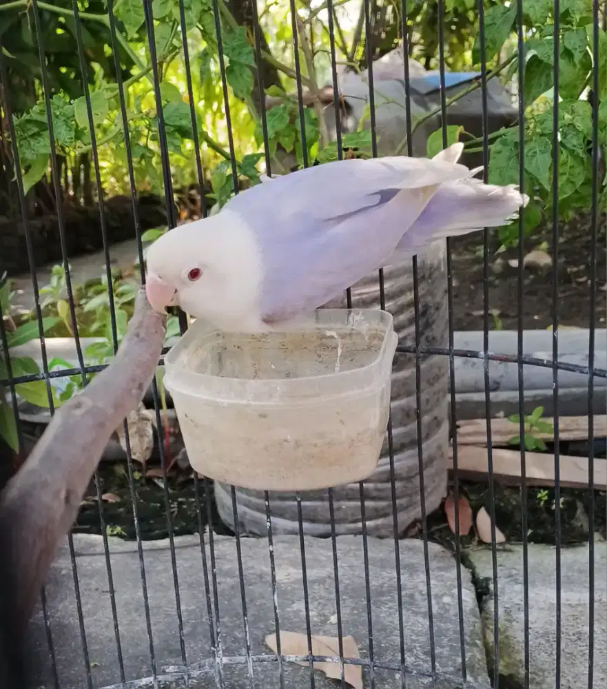 Lovebird biola pf vio