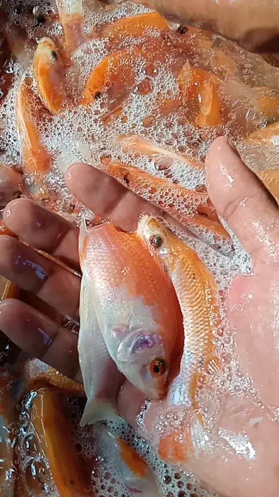 Bibit ikan nila merah Bangkok 2jari