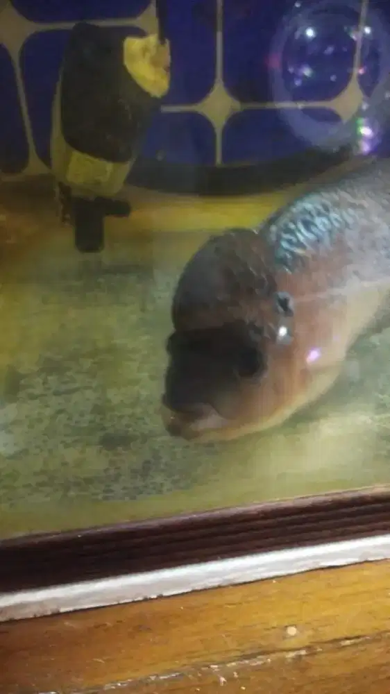 Ikan Cencu SRD jenong