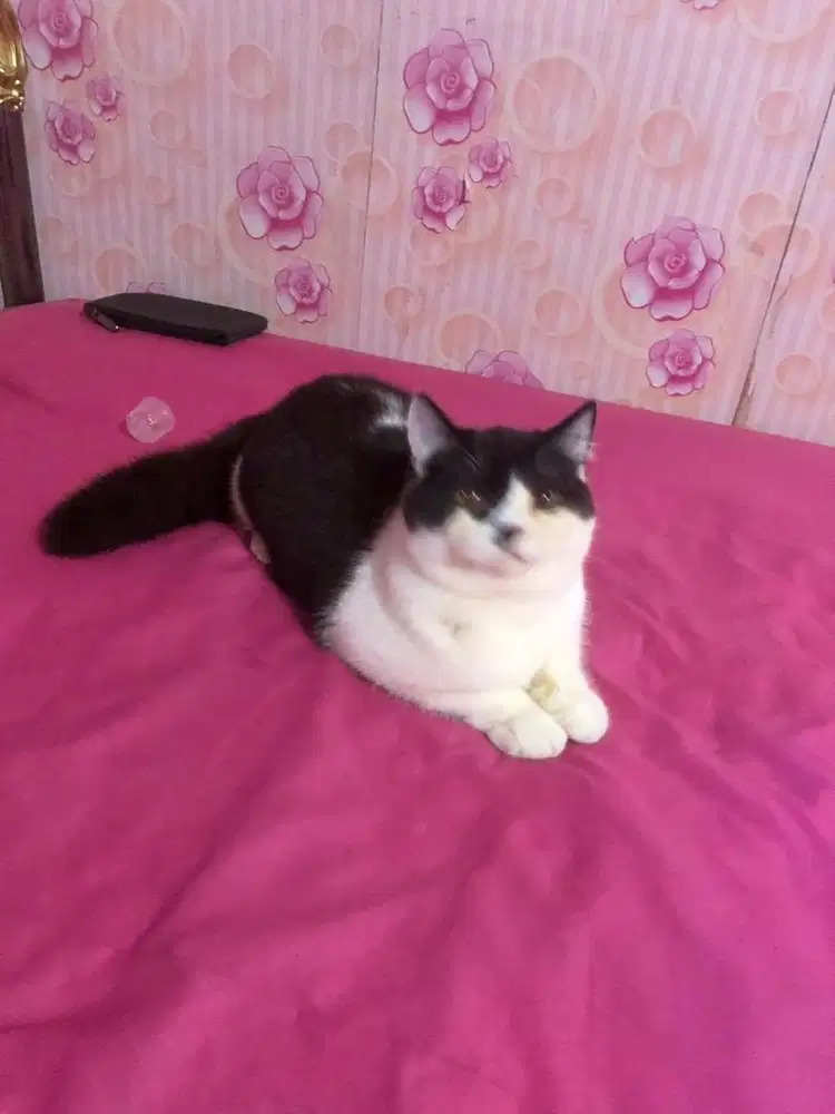 Kucing BSH Mix Exotic Jantan Gimbul