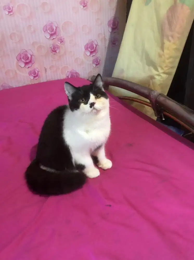 Kucing BSH Mix Exotic Jantan Gimbul