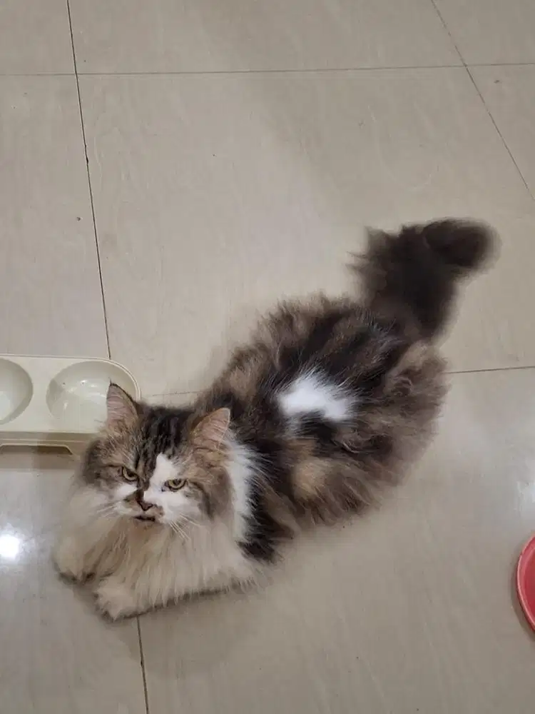 Kucing persia jantan