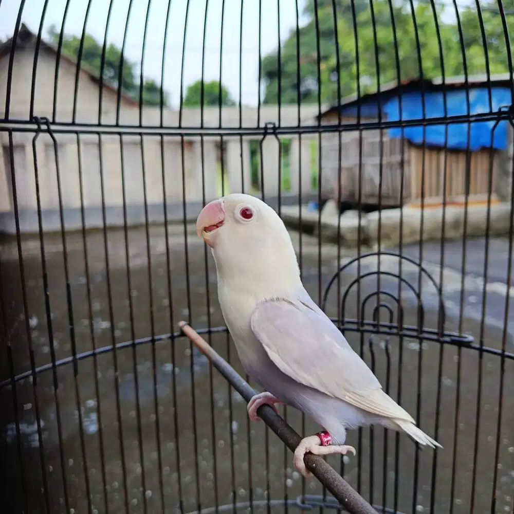 burung lovebird love bird blue pf mata merah balibu
