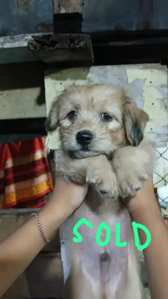 Puppy  Lucu Usia 3 bulan