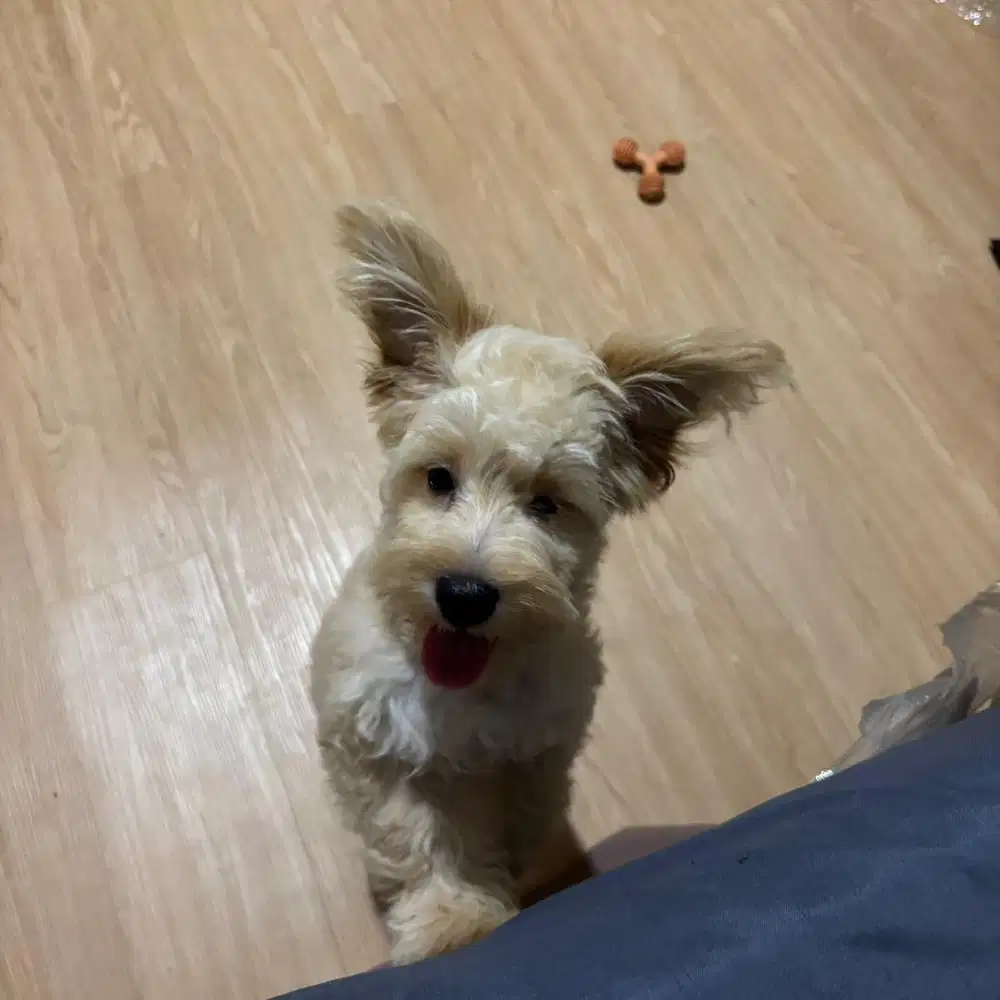 Adopsi Shihpoo jantan