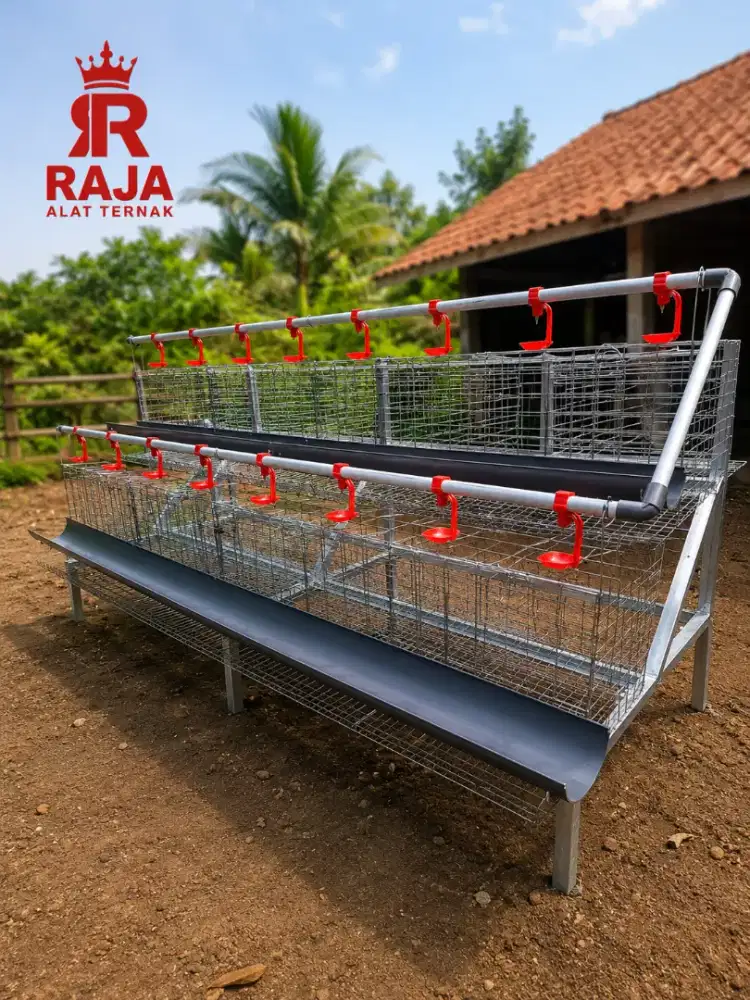 Kandang ayam petelur kapasitas 32 ekor