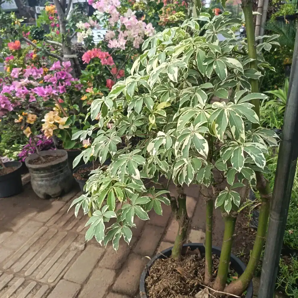 Tanaman hias, pot