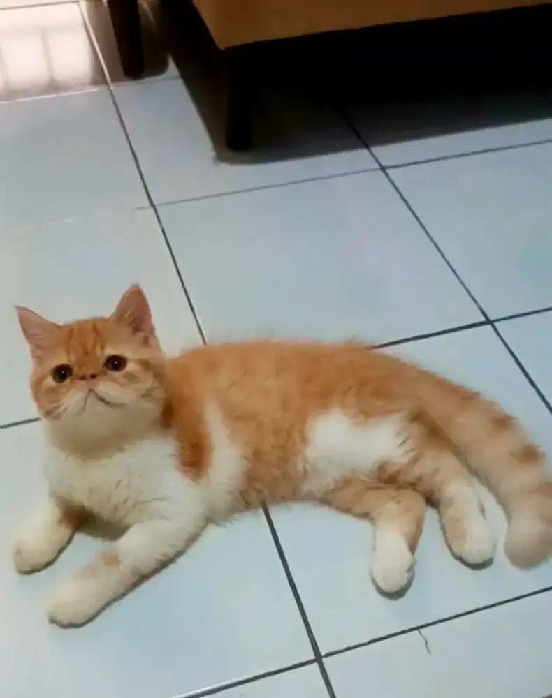 Kucing exotic Shorthair Jantan
