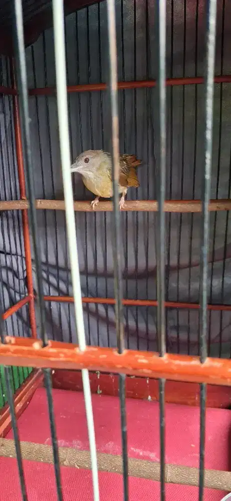 Burung kapas tembak gacor