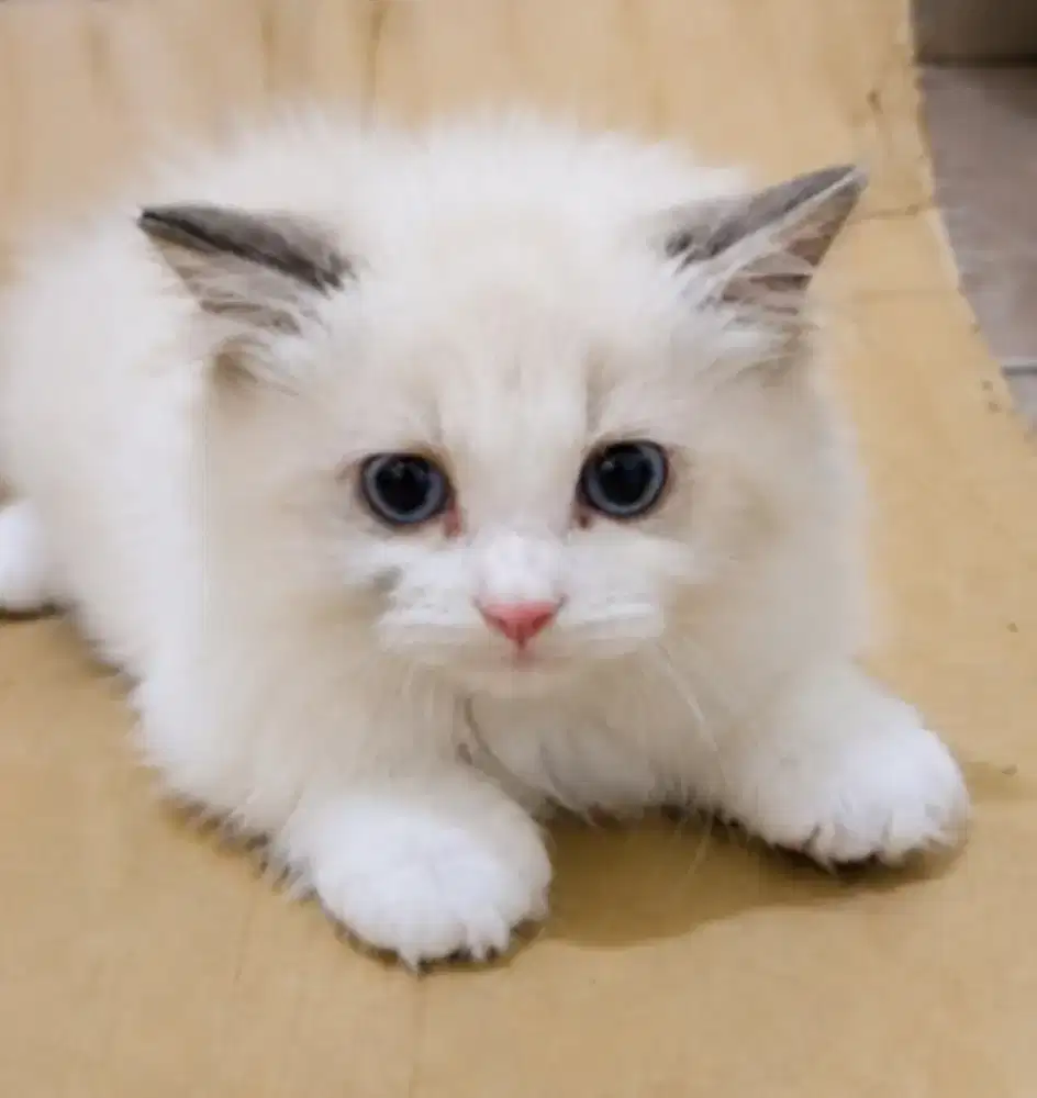 Ragdoll jantan kitten papa mama import