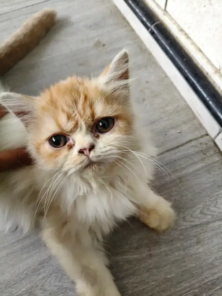 Lepas Adopt Kucing BSH