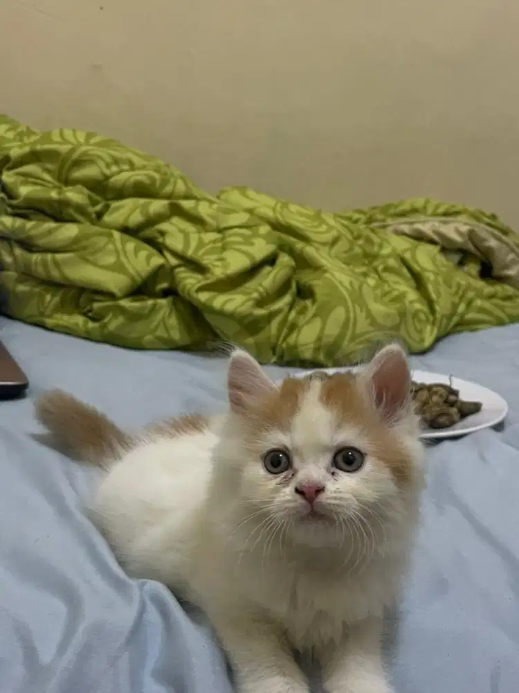 kitten persia medium