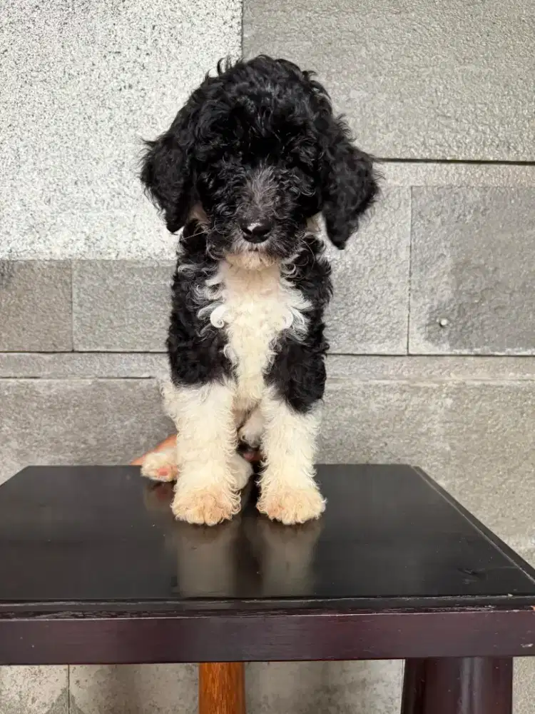 Giant Poodle Jantan.