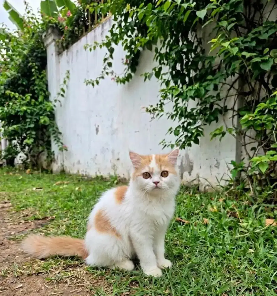 Kucing Jantan Persia  Medium 3.5 bulan