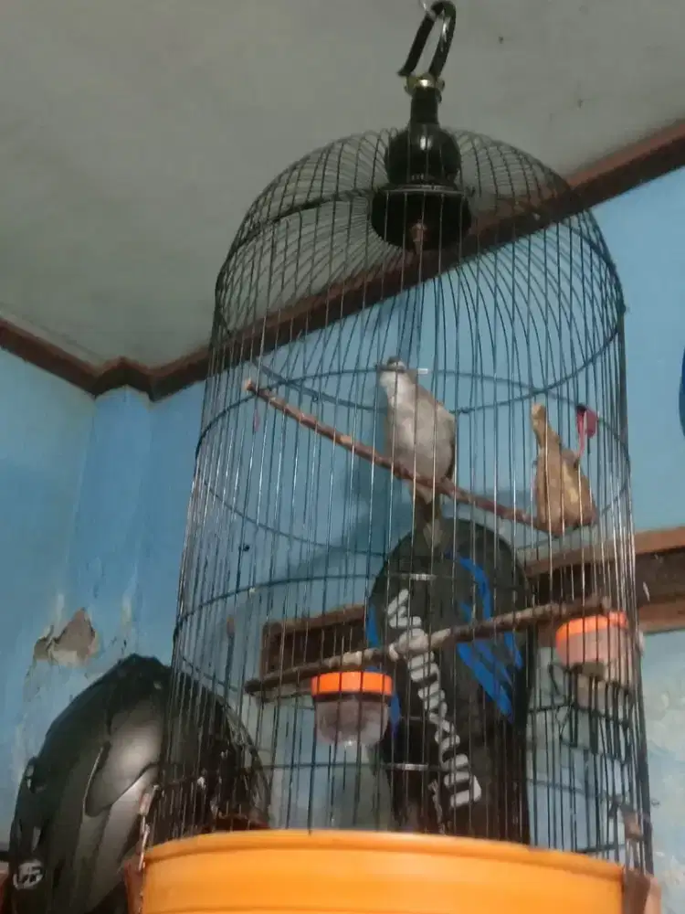 Dijual 2 ekor burung trucuan
