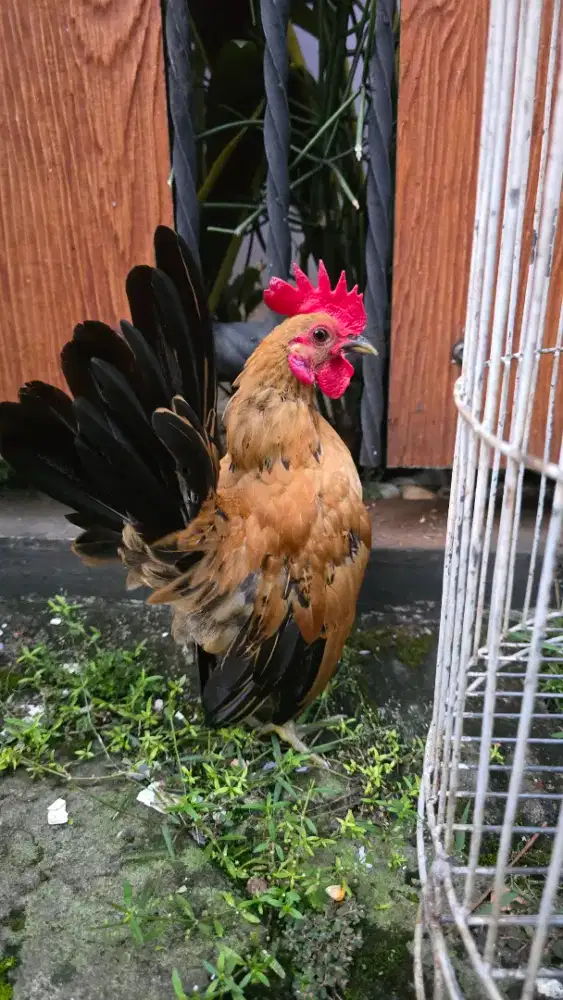 Ayam Serama Supermini