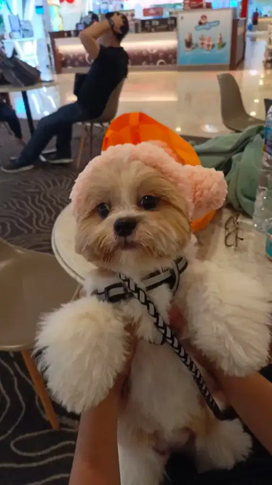 anjing shitzhu betina