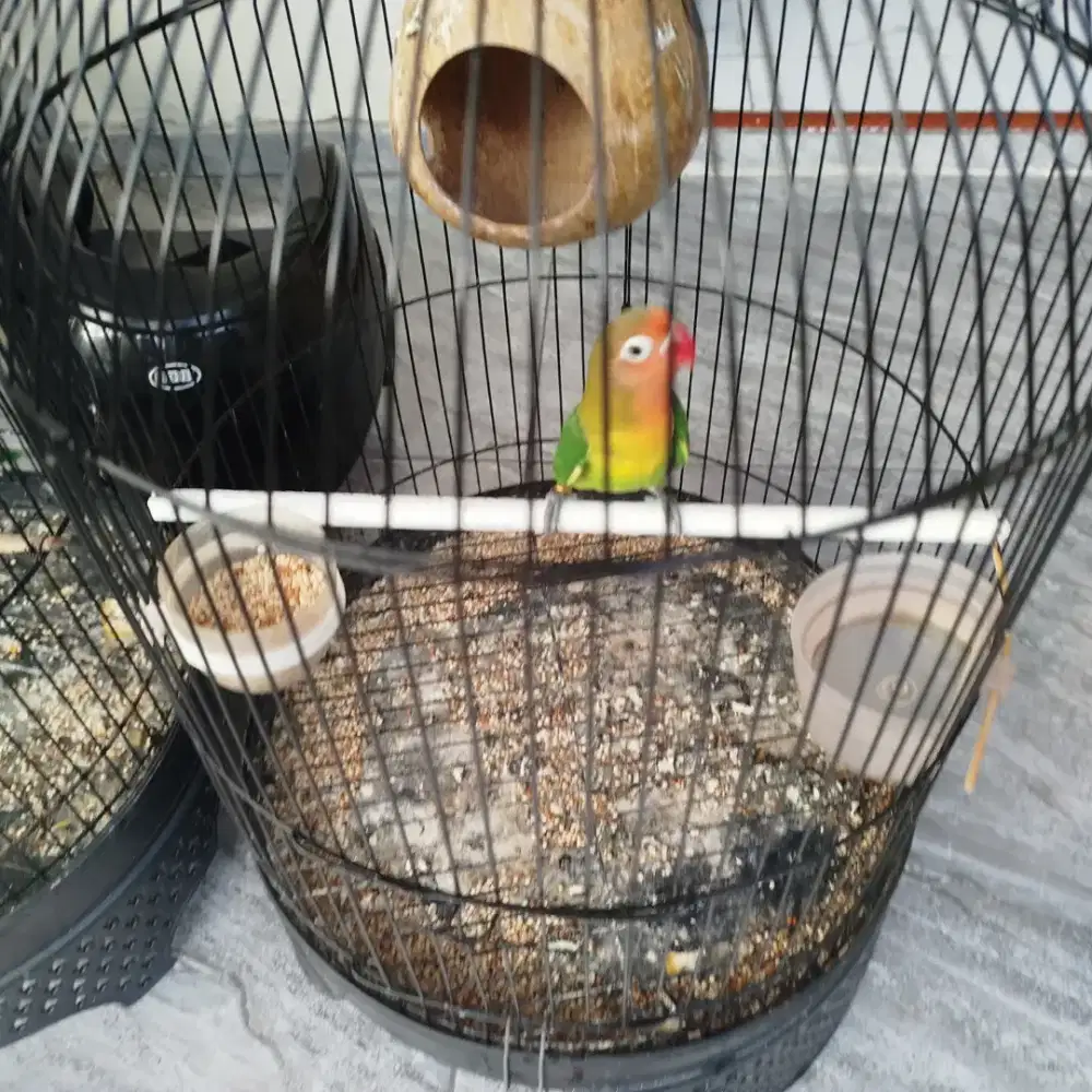 Jual anakan  lovebird josan umur 2 bln jalan fullset