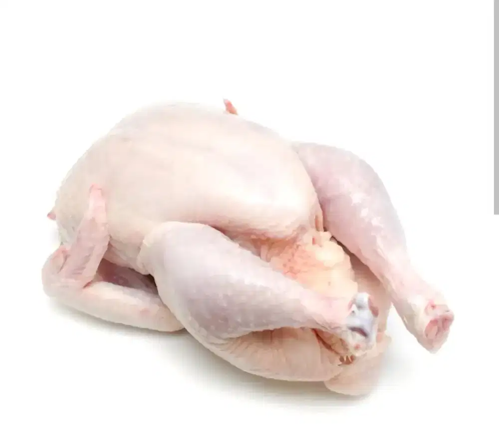 Ayam frozen karkas