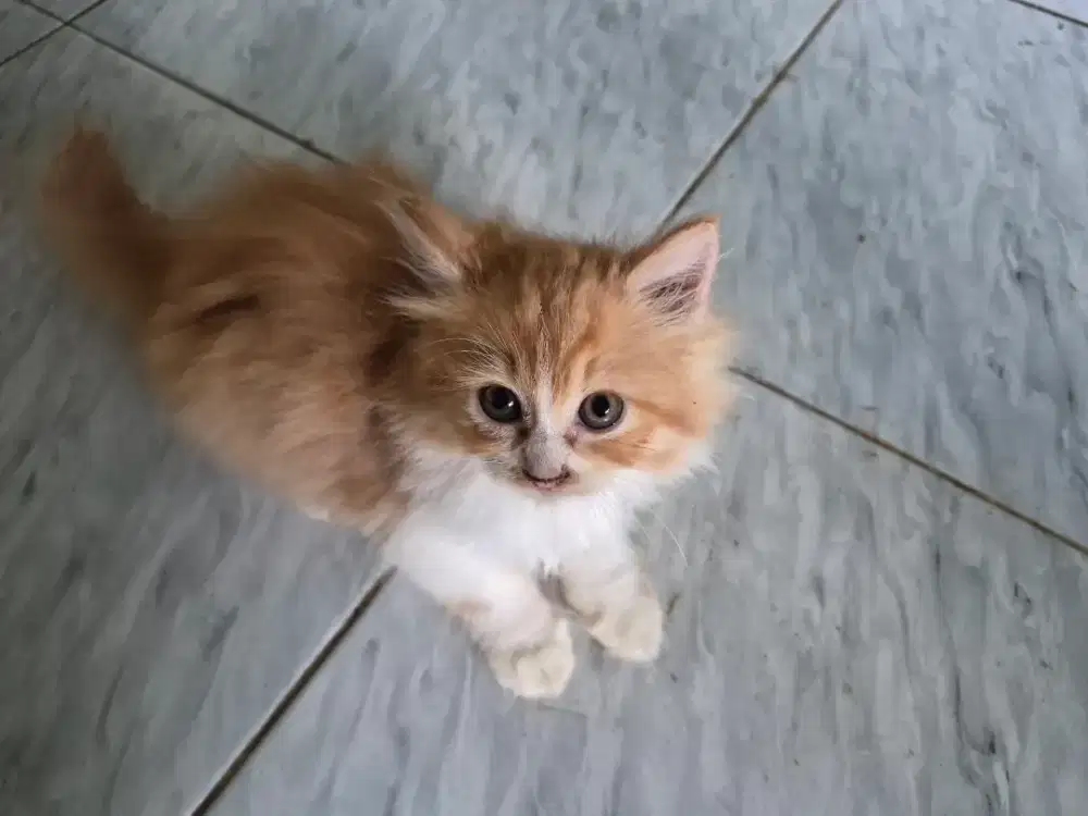 Di jual 4 ekor anakan kucibg anggora