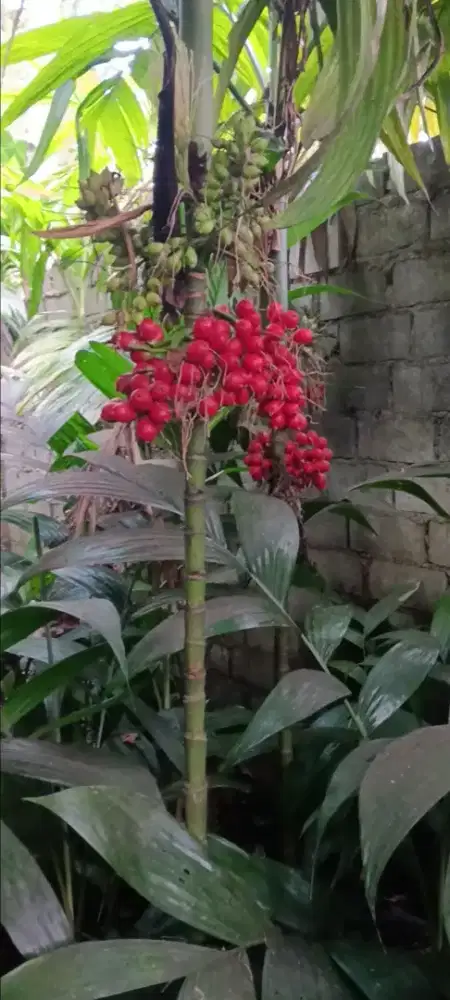 Pinang rende / jambe rende / pinang hias