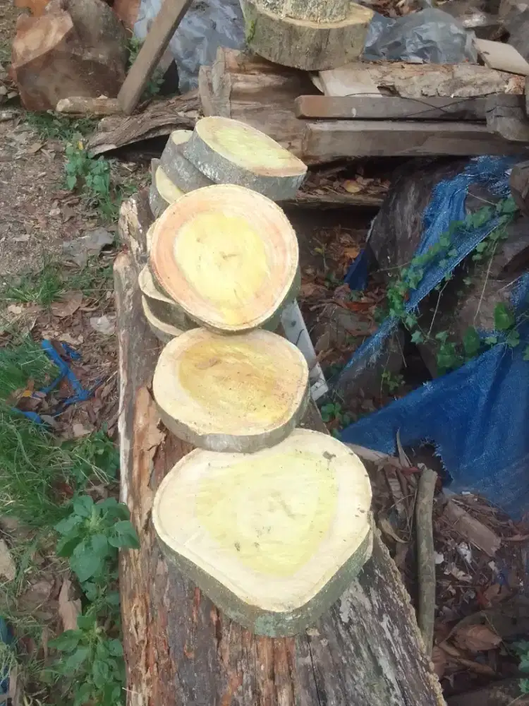 Telenan dan jasa tebang pohon