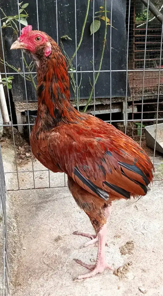 Ayam Jago Tukung