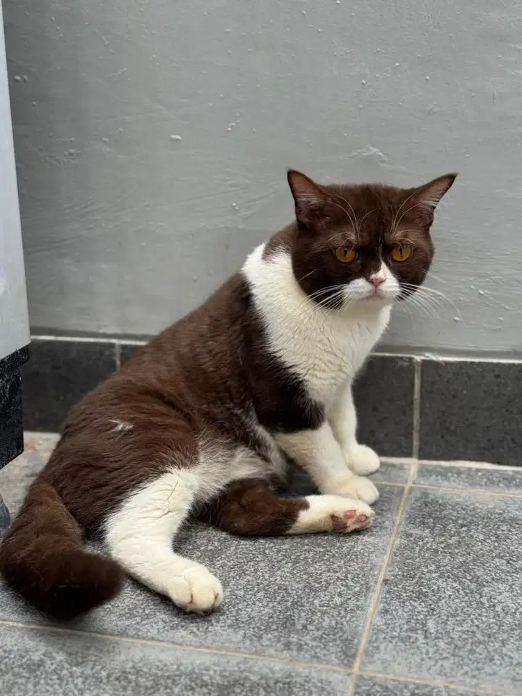 Kucing BSH Cinnamon
