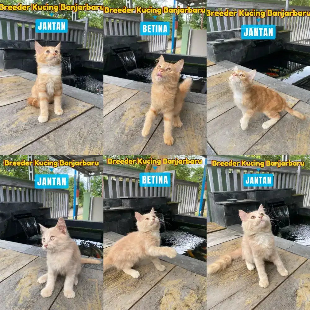 Anak kucing 4 bulan