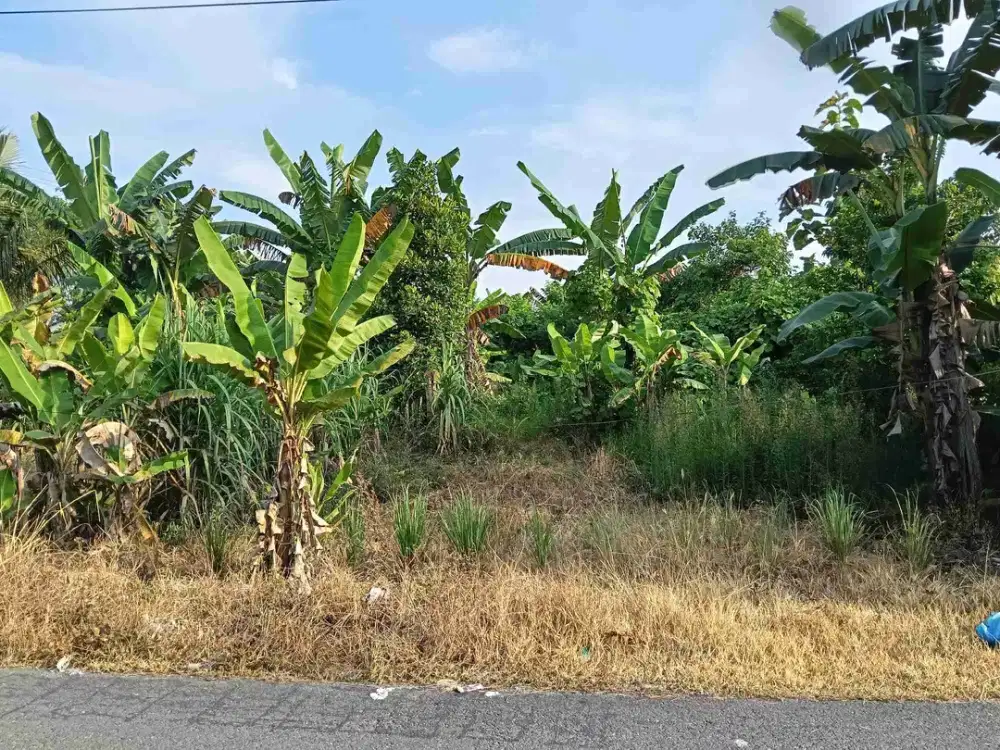 jual murah tanah dekat jalan megawati binjai timur