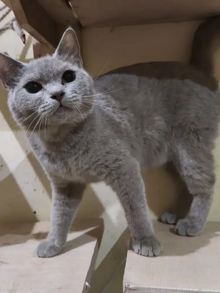 British shorthair kitten jantan Lilac 8 bulan