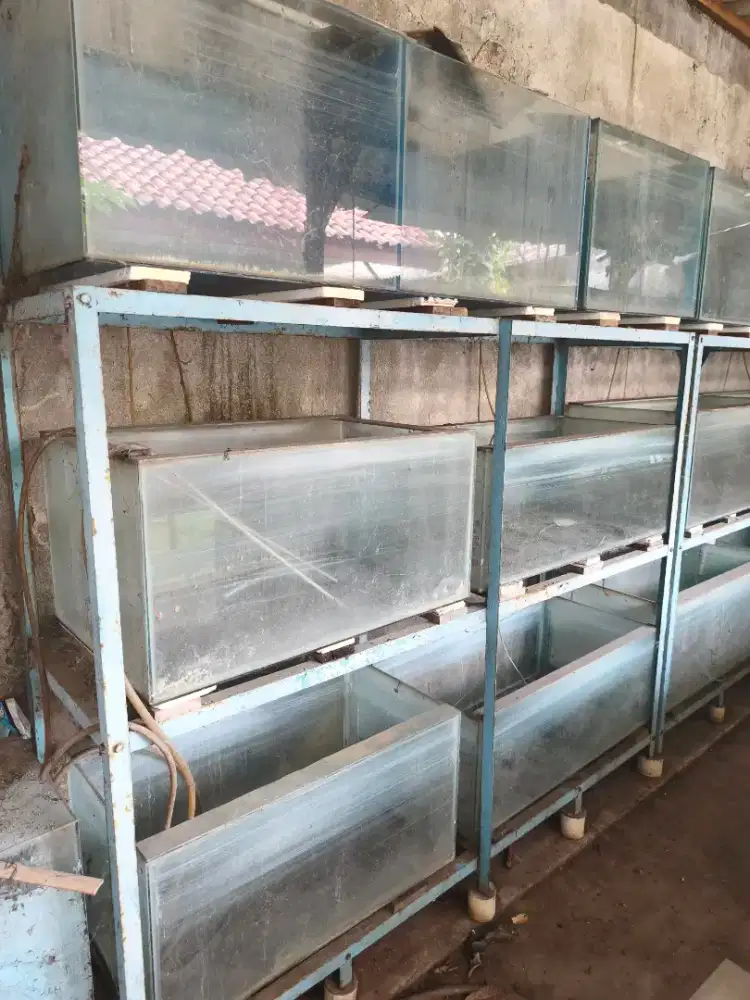 Borongan Akuarium Kaca Berbagai Ukuran