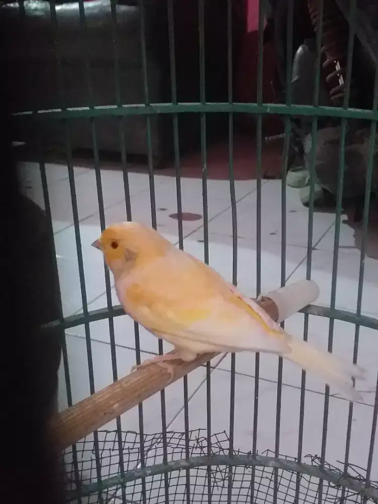 Kenari oren lokal jantan