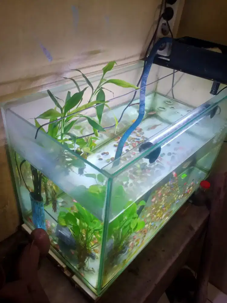 Aquarium 1set angkut semua