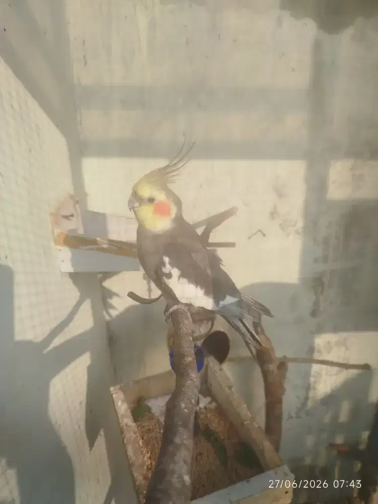 Burung Falk Jantan