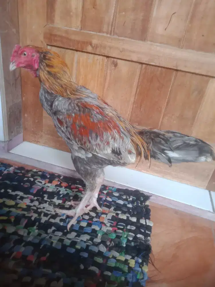 Ayam Kho shamo Jepang x phakoy  5 bulan