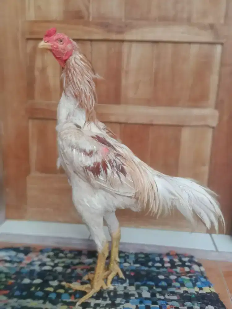 Ayam plucker hc x phantom  win 4 x Vidio ko ada murah