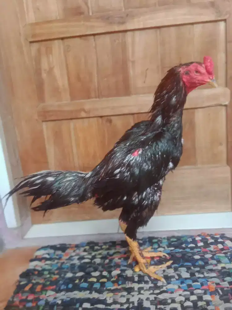 Ayam pakhoy teknik full win 2 x mantap super teknik jos murah sajab