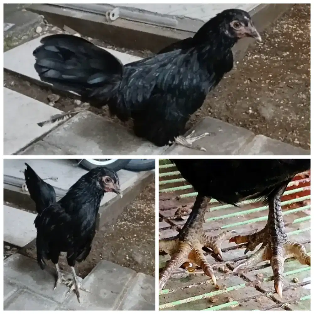 Ayam Betina Onagadori 8 Bulan Unik Jari Kaki 10