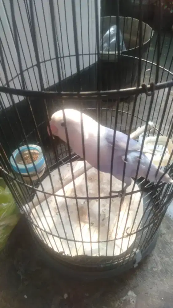 Burung Lovebird