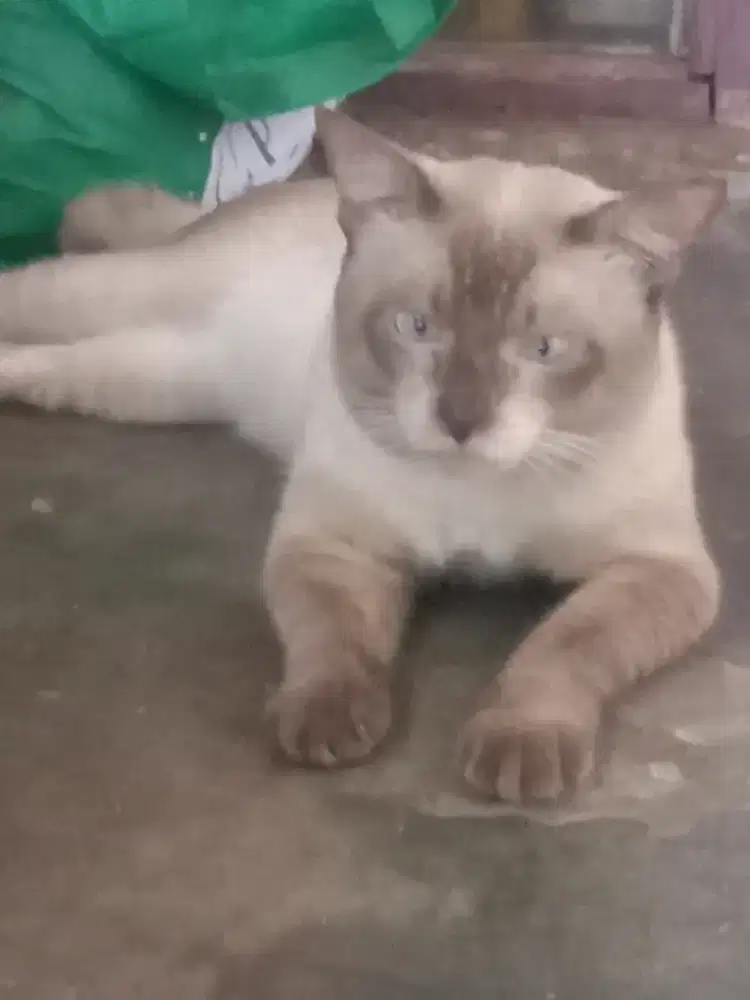 Kucing siamese jantan gembul