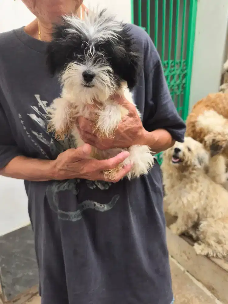 Anak anjing lucu shihtzu mix poodle (shipoo)