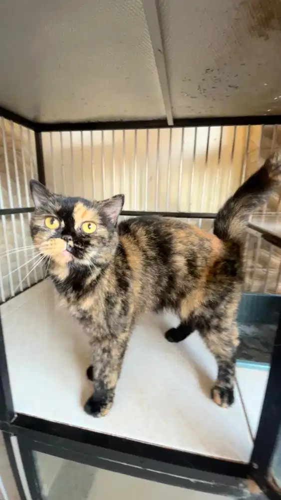 KUCING BSH CHOCOLATE TORTIE