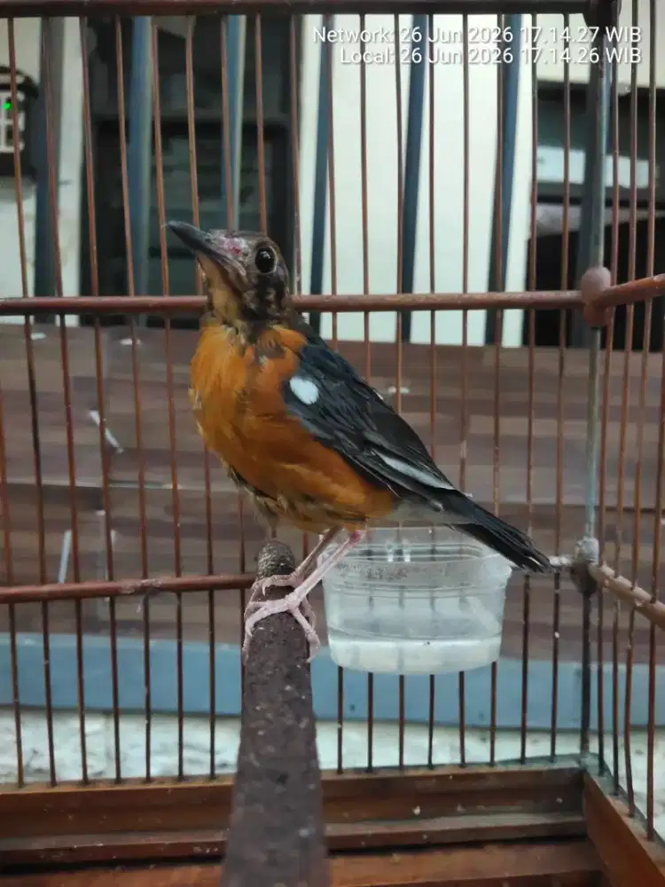 Burung anis .merah trotol